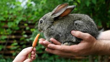Rabbit. Feeding animal