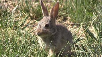 Baby Cottontail Rabbit video