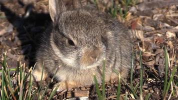 Baby Cottontail Rabbit video
