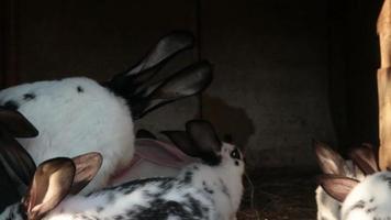 kaniner i bur