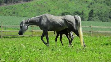 grå asil arabisk sto med föl