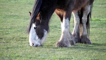 Clydesdale-Pferd, das im Feld weidet video