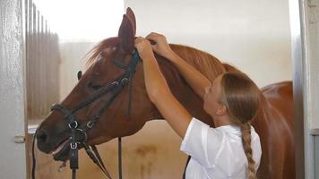 Tiertrainer und Pferd video