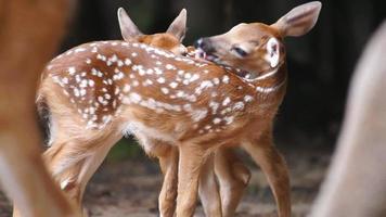 Whitetail Deer Fawns video