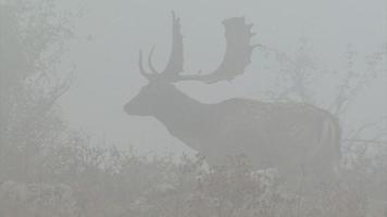 Male Fallow Deer in early foggy morning in the mountain.