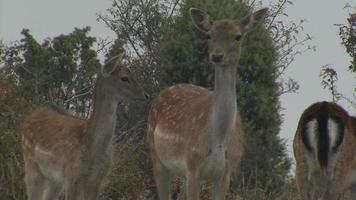 Deer hinds in harem during rut in autumn mountain forest. video