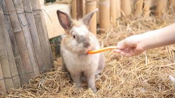 coelhos bonitos em uma gaiola comendo uma cenoura.