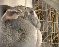 Gray fat rabbit. PAL.