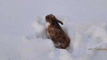 Rabbit Digs Burrow in Snow