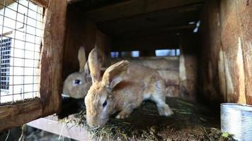 Kaninchen auf dem Bauernhof