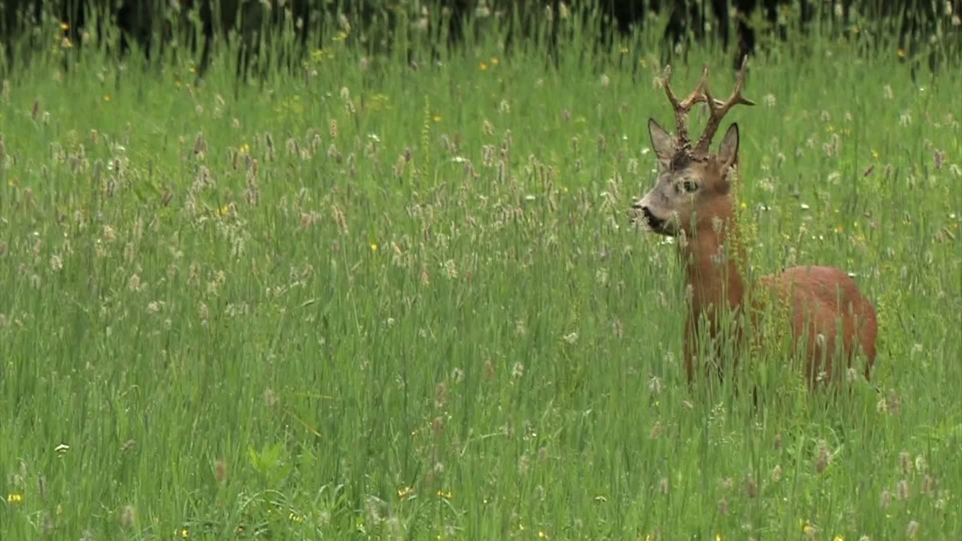 Corça (Capreolus capreolus) - cervídeo europeu