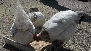 Hühner picken Getreide im Dorf video