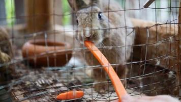 süße Kaninchen in einem Käfig, die eine Karotte essen.