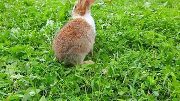 rabbit on a green lawn