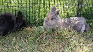 coelhos brincam no jardim em um prado verde