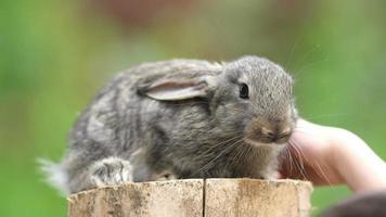 Kaninchen ist ein schönes Tier der Natur video
