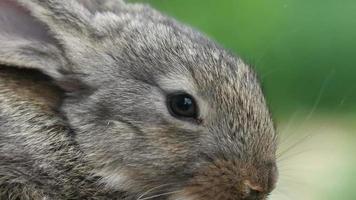 Rabbit. Beautiful animal of wild nature