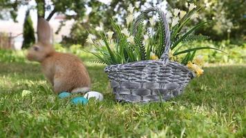 klein konijn zittend in de mand video