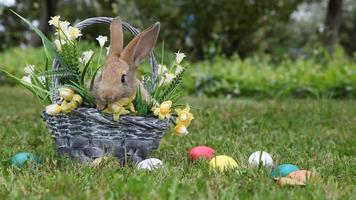 kleines Kaninchen sitzt im Korb