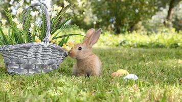 piccolo coniglio seduto nel cestino video