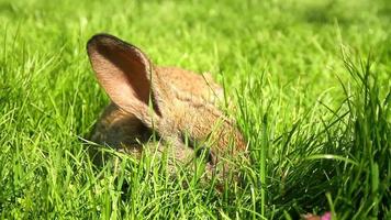 Adorable Bunny Rabbit Munching Grass HD