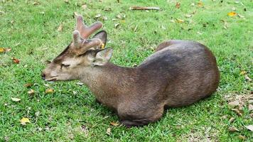 Deer eating in lawn