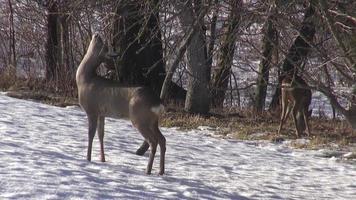 roe deer (Capreolus) eating apple branch buds in winter garden video