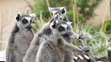 Lemur Group