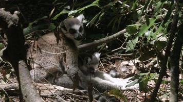 Baby Ring-tailed lemur sitting on mom's lap.