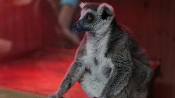 grauer Lemur, der nah oben sitzt