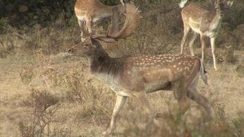 Male Fallow Deer in early morning in the mountain. video