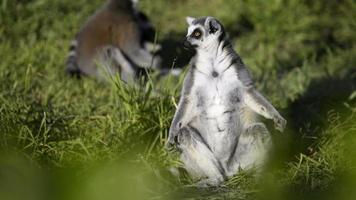 Drei Lemuren sitzen auf der Wiese. video
