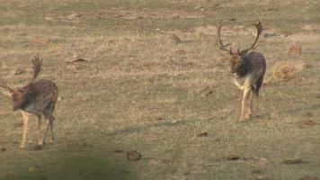 Deer hinds in harem during rut in autumn mountain forest. video