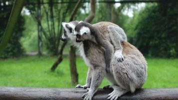 Lemurs video