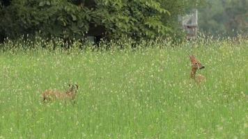 European deer - Capreolus capreolus - Roe deer video
