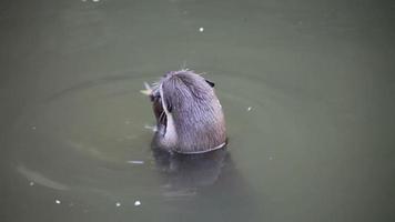 otter eating