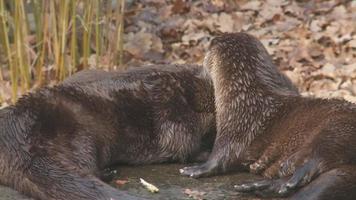 river otter video