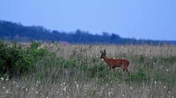 Young roe buck