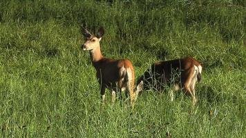 cervos pastando no parque nacional de yosemite