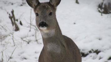 young deer in winter