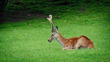 cervo descansando na grama