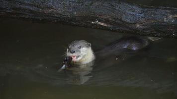 otter eat small fish in a pond