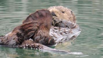 Sea Otter video