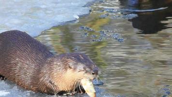 river otter video
