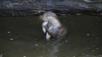 otter eat small fish in a pond