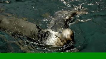 Sea otters play video