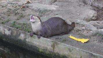 video of a yawning otter at the zoo