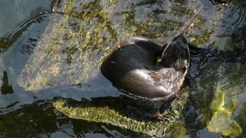Otter play in the water video