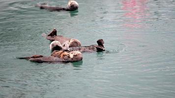 female adult sea otter with infant / baby in the kelp on a cold rainy day in big sur