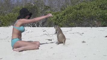 mulher com nutria lontra areia terra cuba vídeo video